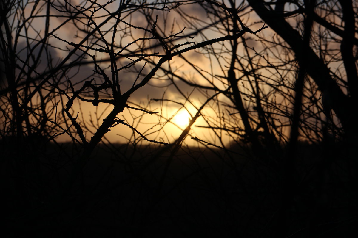 Sunset between the bushes - Sanita 