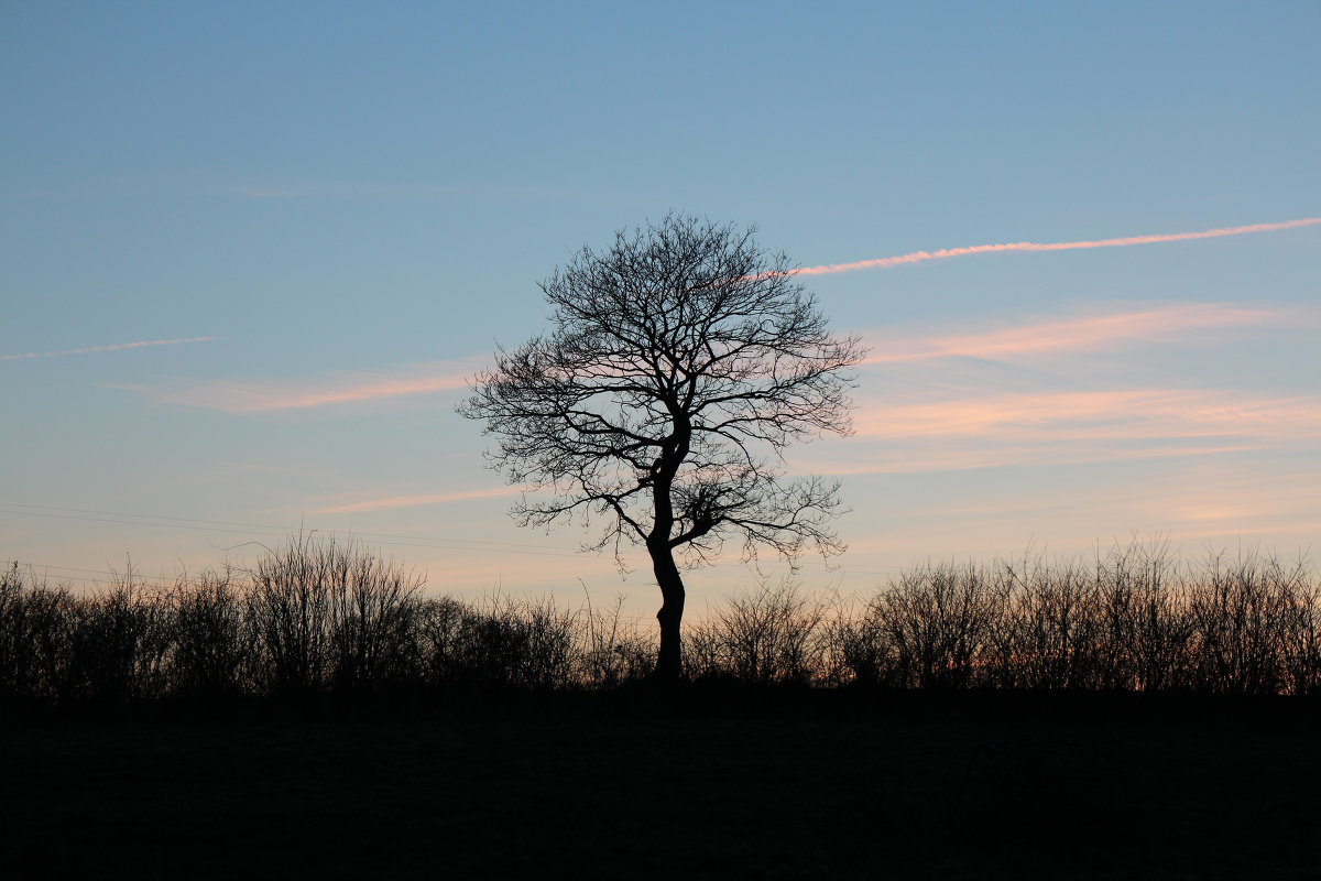 Lonely tree - Sanita 
