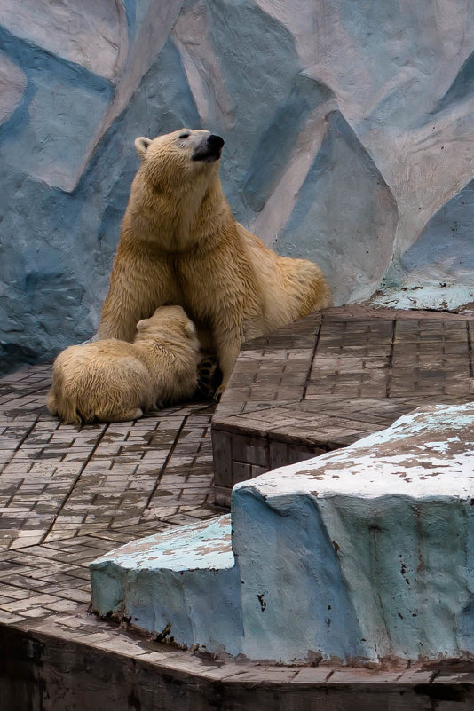 Новосибирский зоопарк. Медведица и медвежонок. - Константин Филоненко