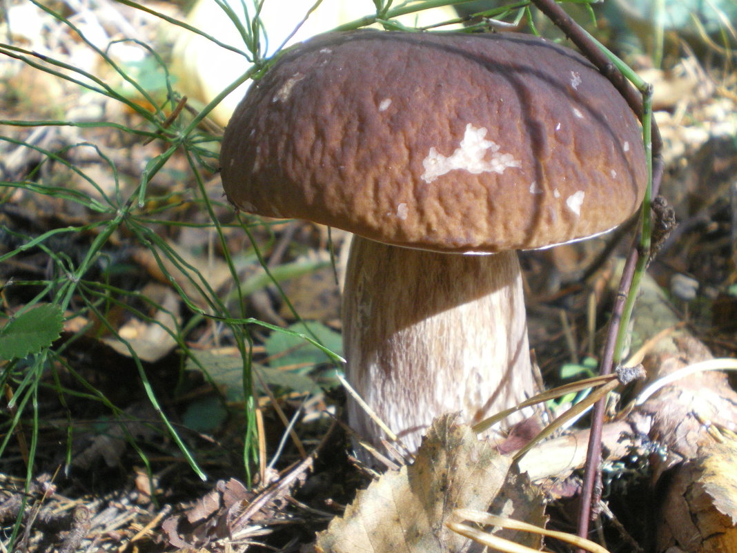 Белые  грибы - nowelyc 
