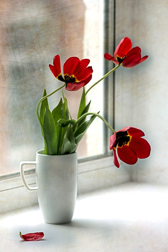 последние тюльпаны...уход весны - Марина Торопова