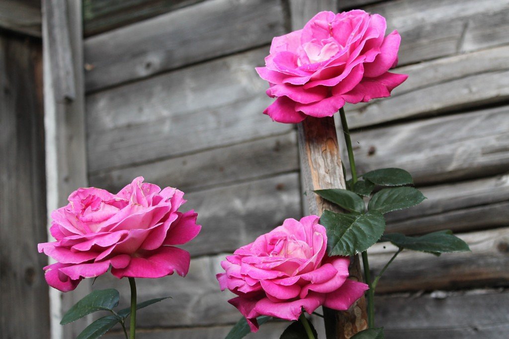 Розы в саду - Света Чубук