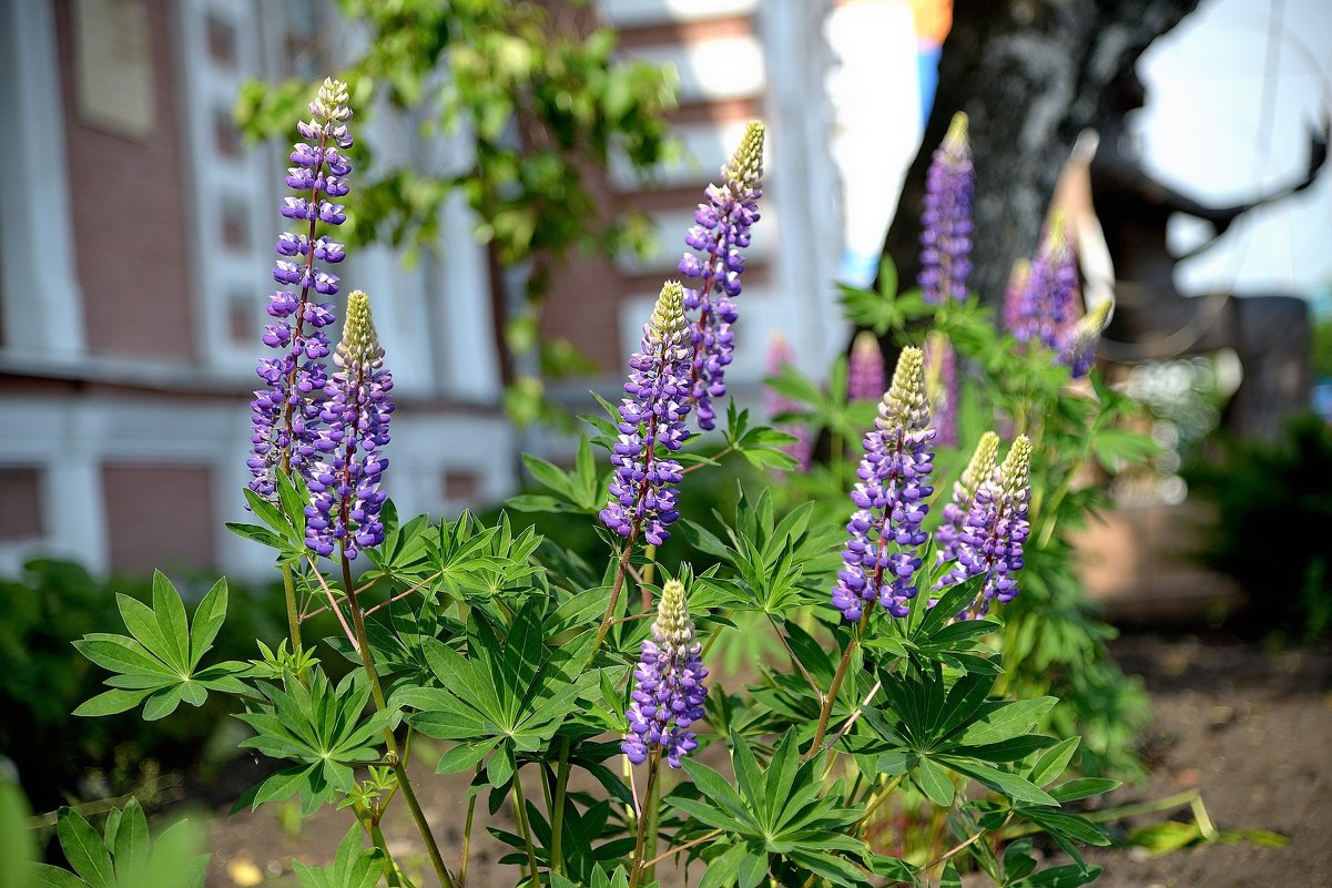 Р›СЋРїРёРЅ Purple Emperor