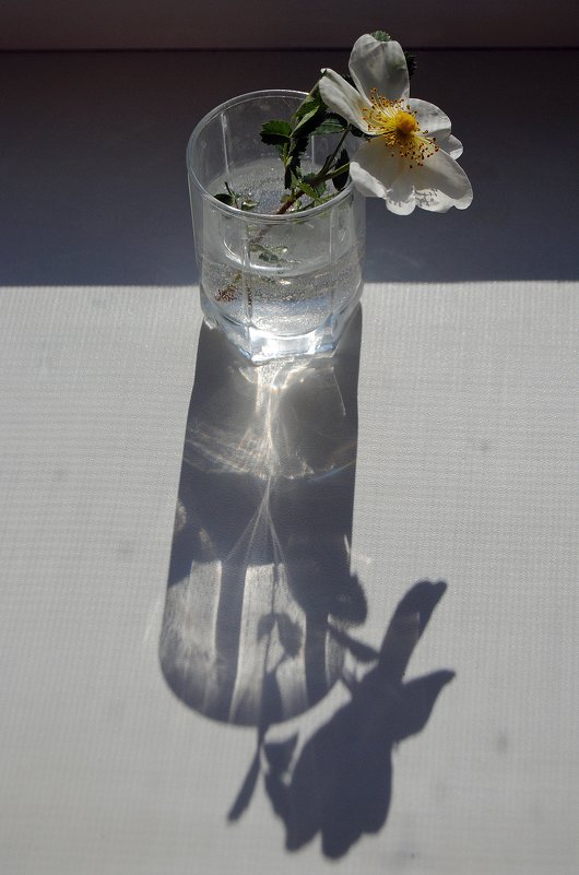 цветок и его тень - Валерия Шамсутдинова
