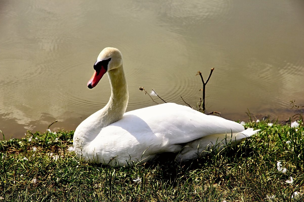 ....А белый лебедь на пруду - Александр 