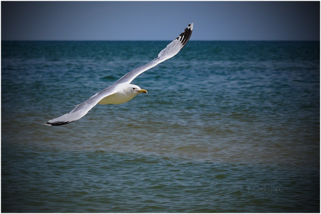 Лето,море,чайки... - Александр Лонский