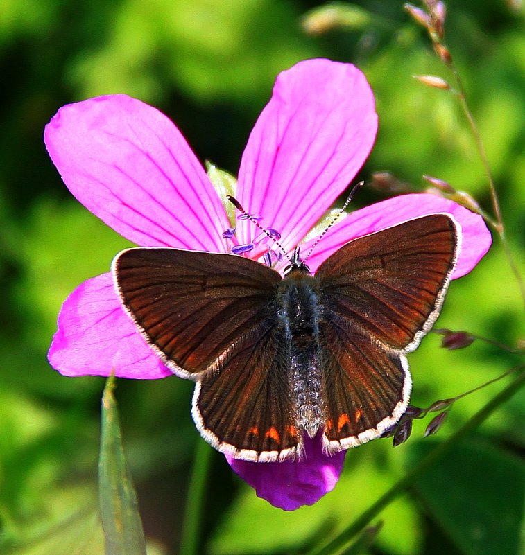 Бабочка и цветок - Тамара 