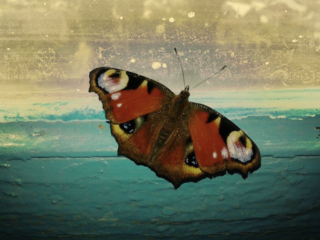 бабочка - Юлия Закопайло