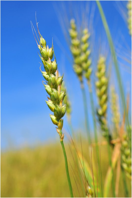 Урожай пшеницы - Андрей Куприянов