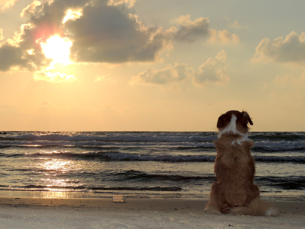 Пёс и море. - Игорь 