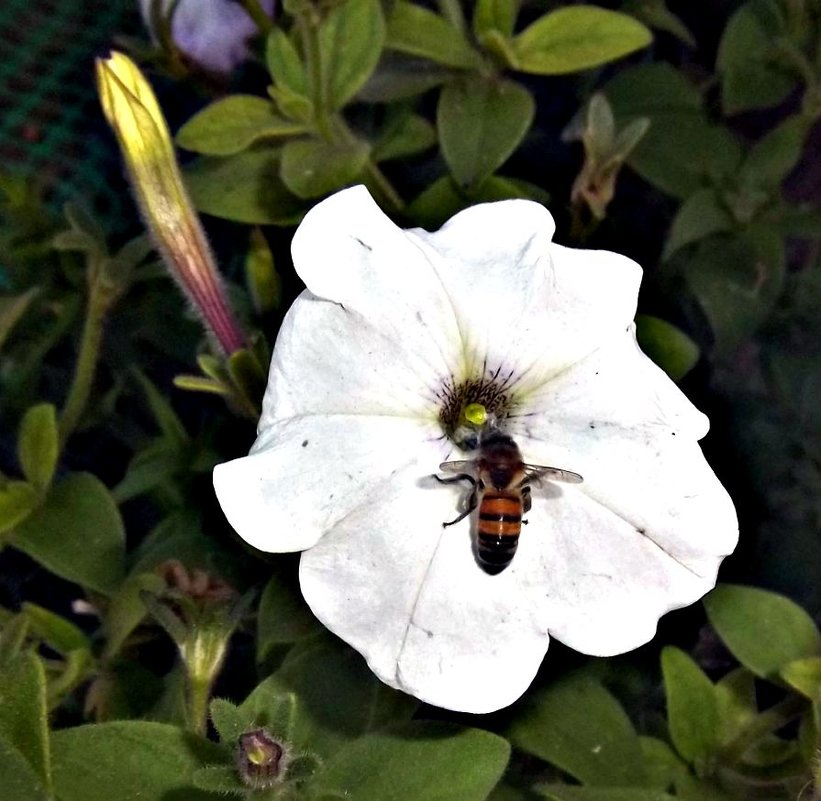 пчела в цветке - Татьяна Королёва