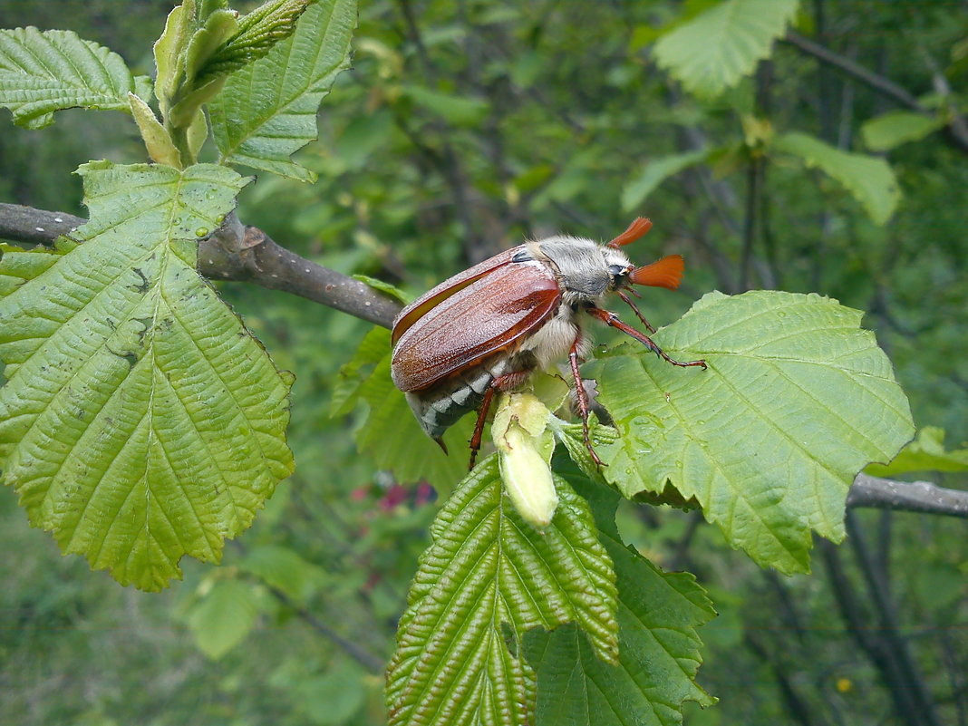 майский жук - Любовь Пилипенко 