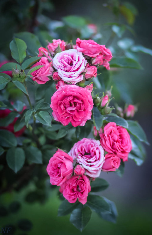 Розовые розы. - Nonna 