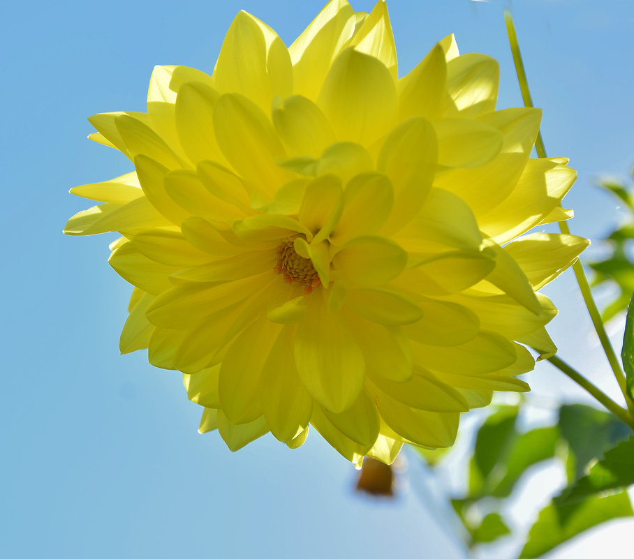 Солнечный цветок - юрий Амосов