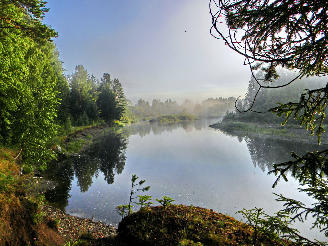 Взгляд из утренних сумерек леса на туманную даль над рекой - Yury Kuzmič