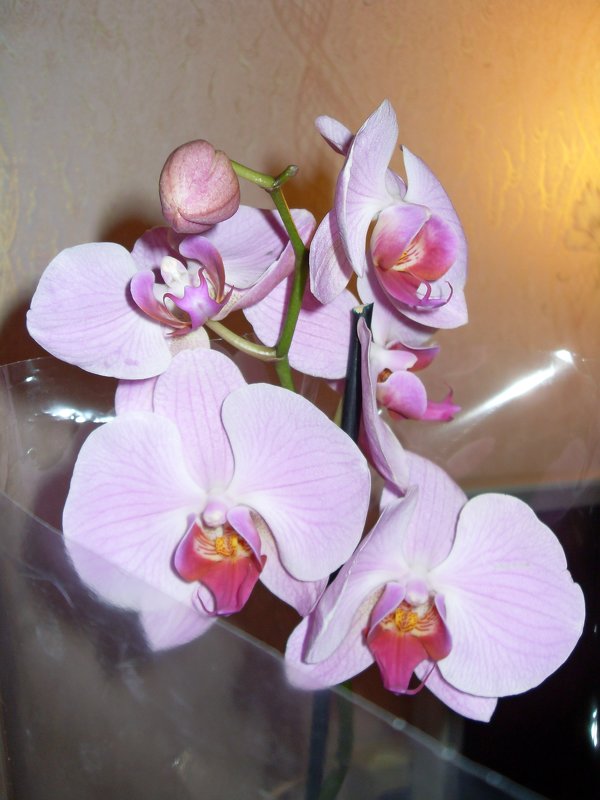 Орхидея - lara461 
