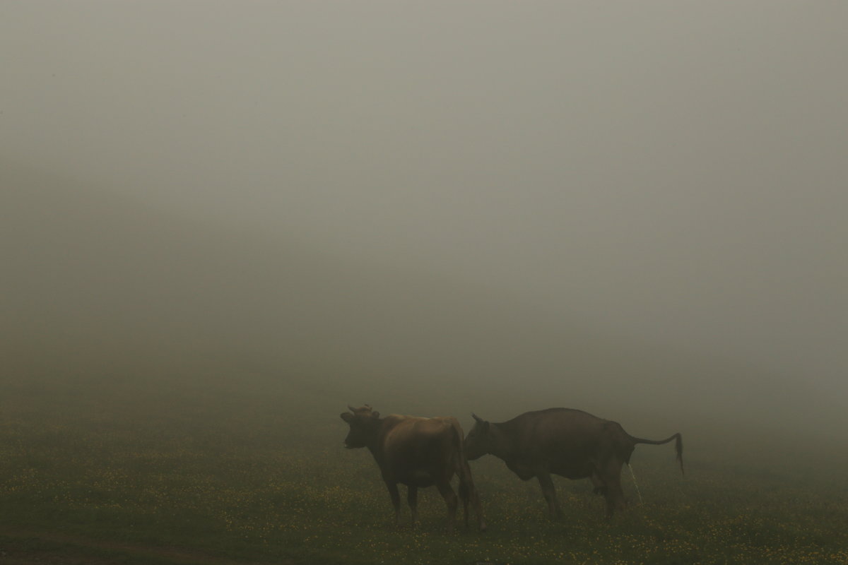 Туман - Елена 