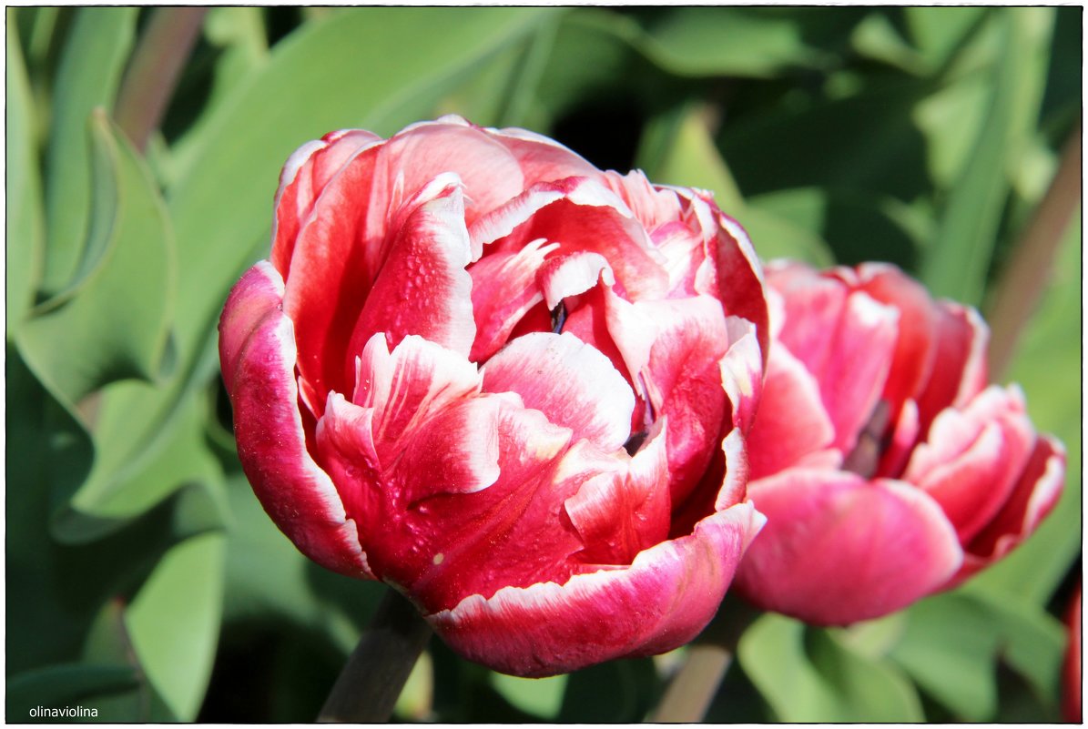 Махровые тюльпаны - ОЛЬГА (olinaviolina)