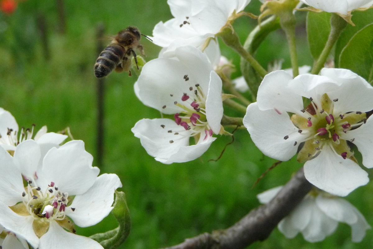 Пчелка с "полезным грузом" - Михаил Мордовин