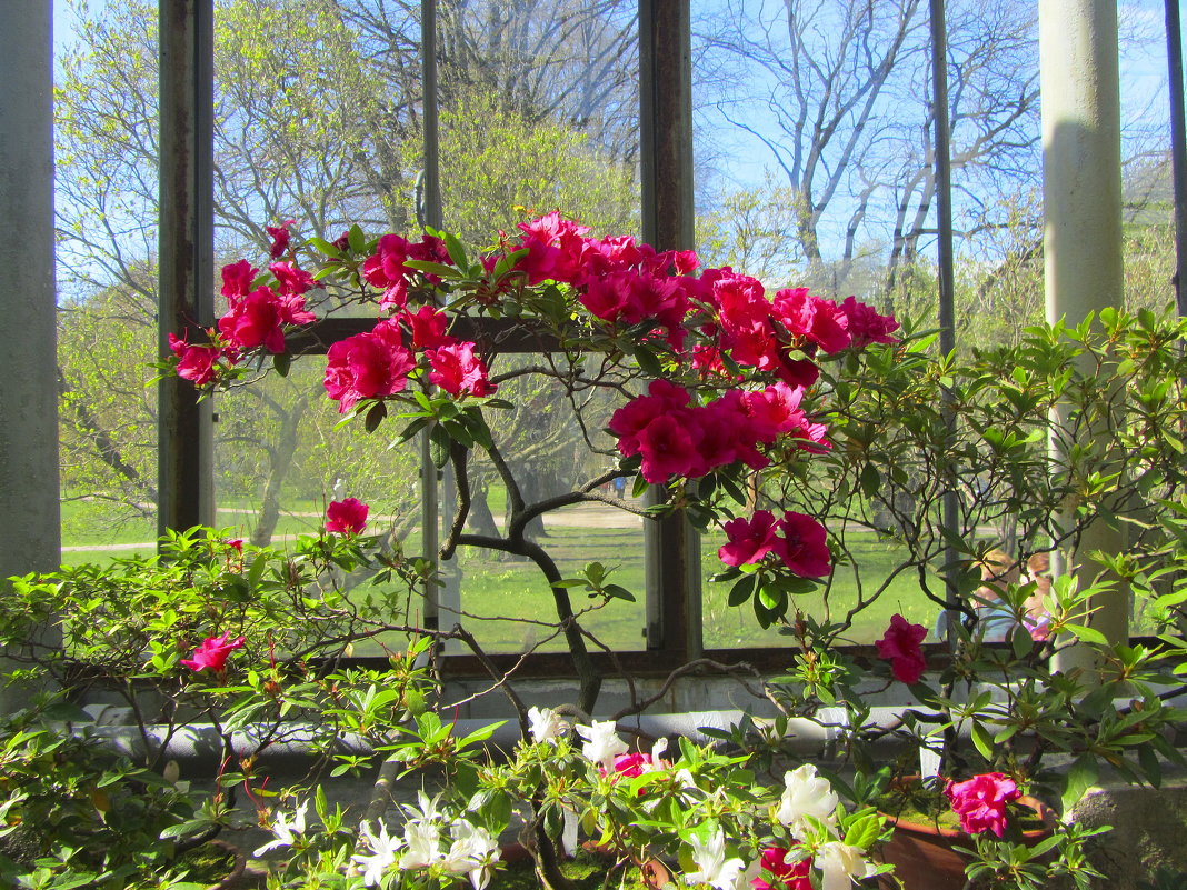 Весна в Ботаническом саду - Александр 