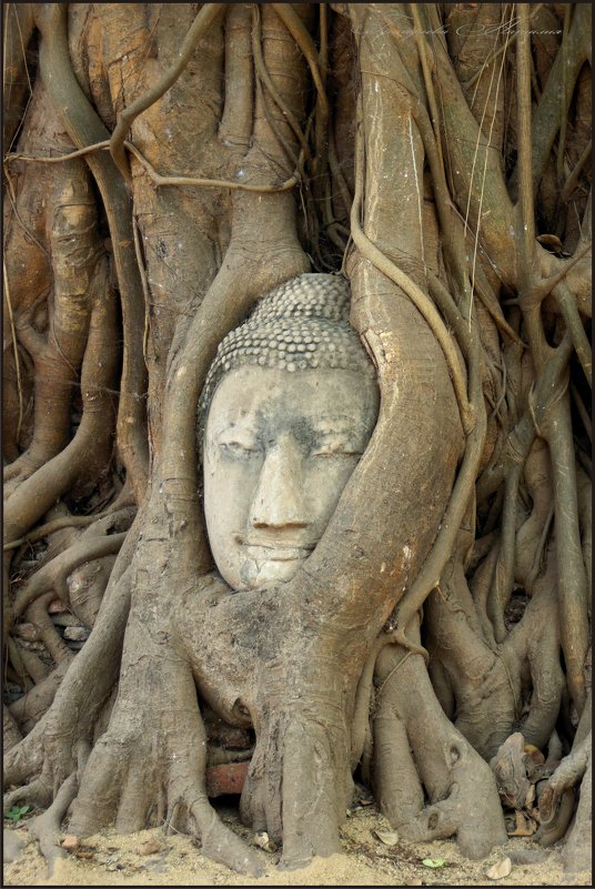 Голова Будды в корнях дерева - Наталия Григорьева