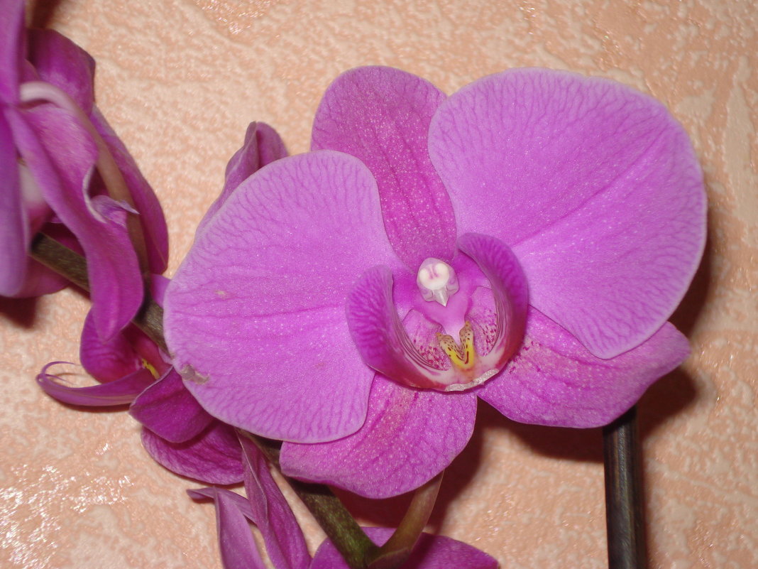 Орхидея - Любовь (Or.Lyuba) Орлова