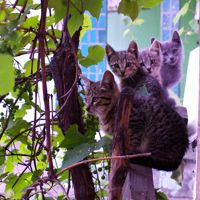 Утренние котята. - Владимир Брусенцев