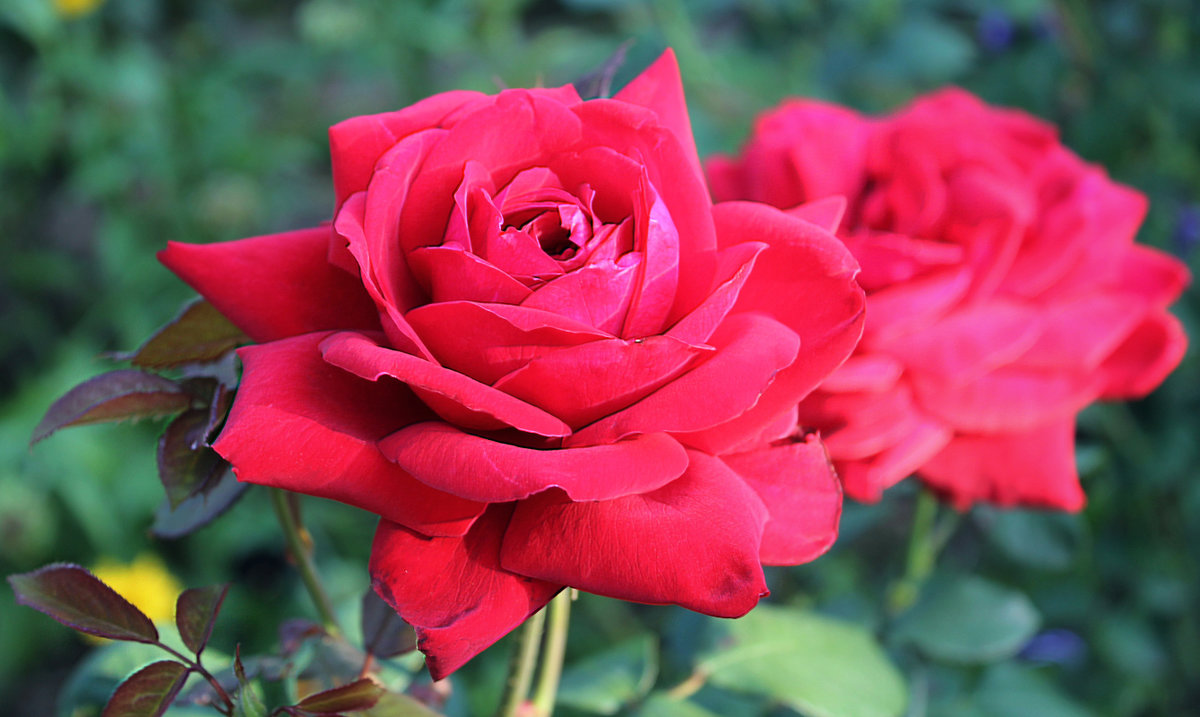 Роза красная с лепестками тёмно-нежными - Зинаида Федорова