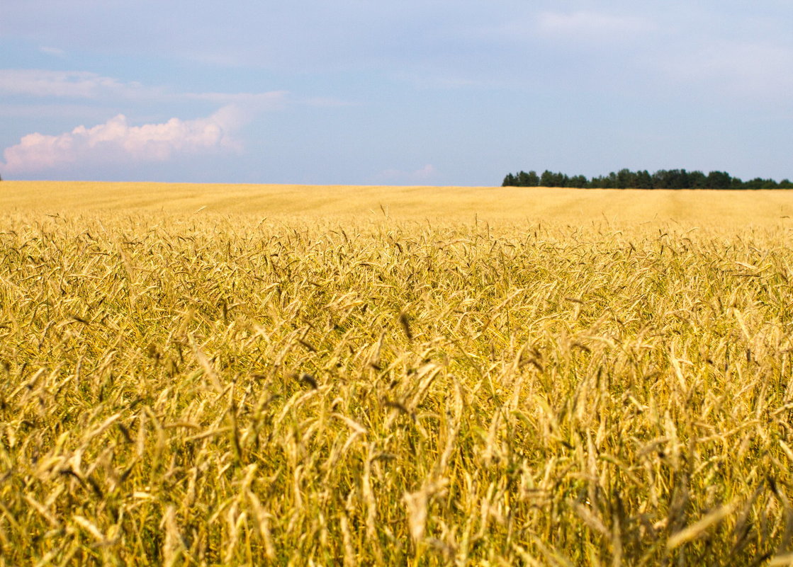 Пшеничное поле - Александр Фролов