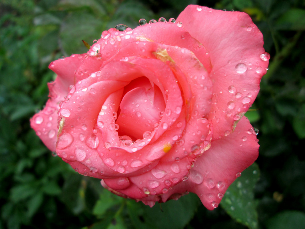 Летний дождь и розы... - Тамара (st.tamara)