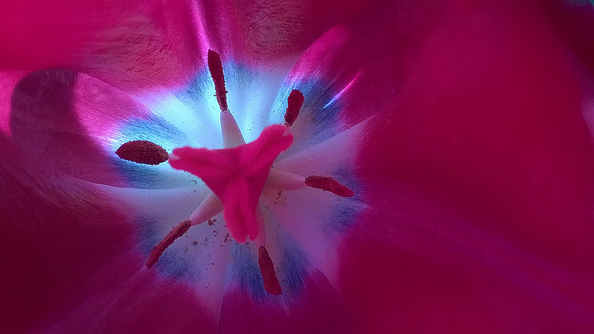 Краски тюльпана - Denis 