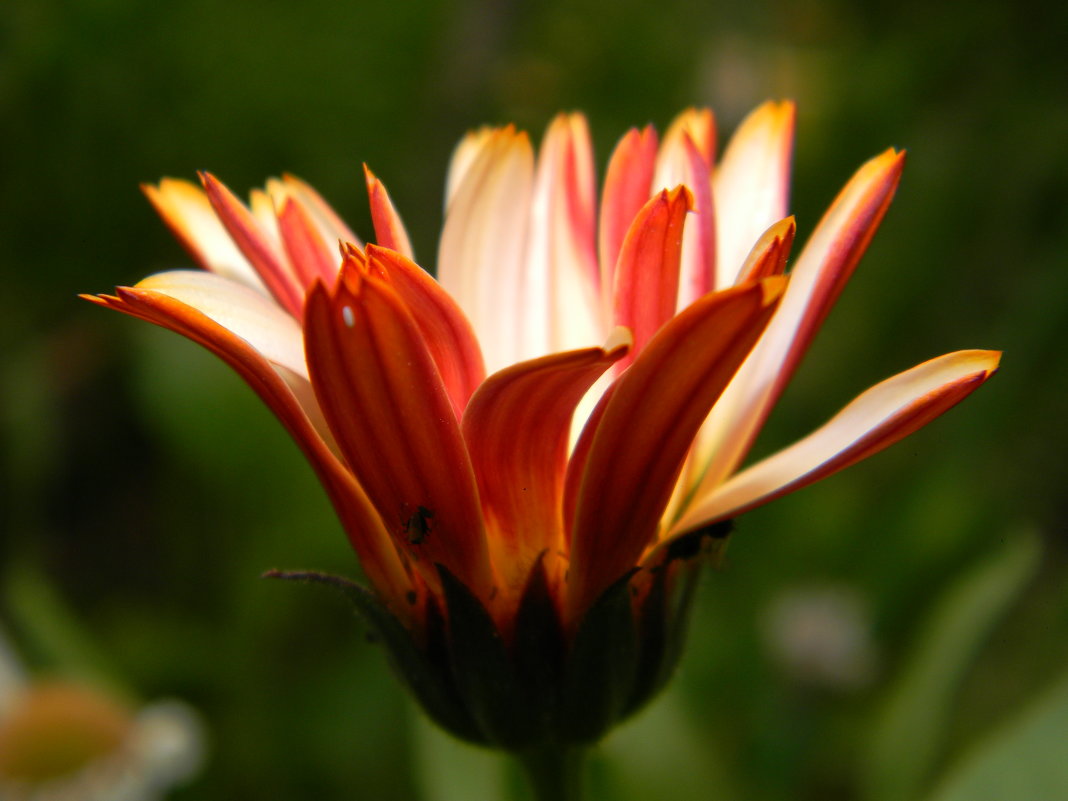 цветочек аленький - Надежда 