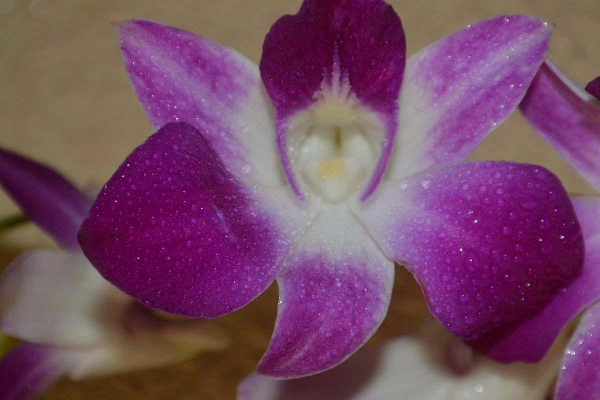 Орхидея - Любовь Dan