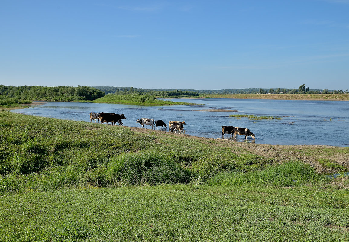 У водопоя - Николай Терентьев