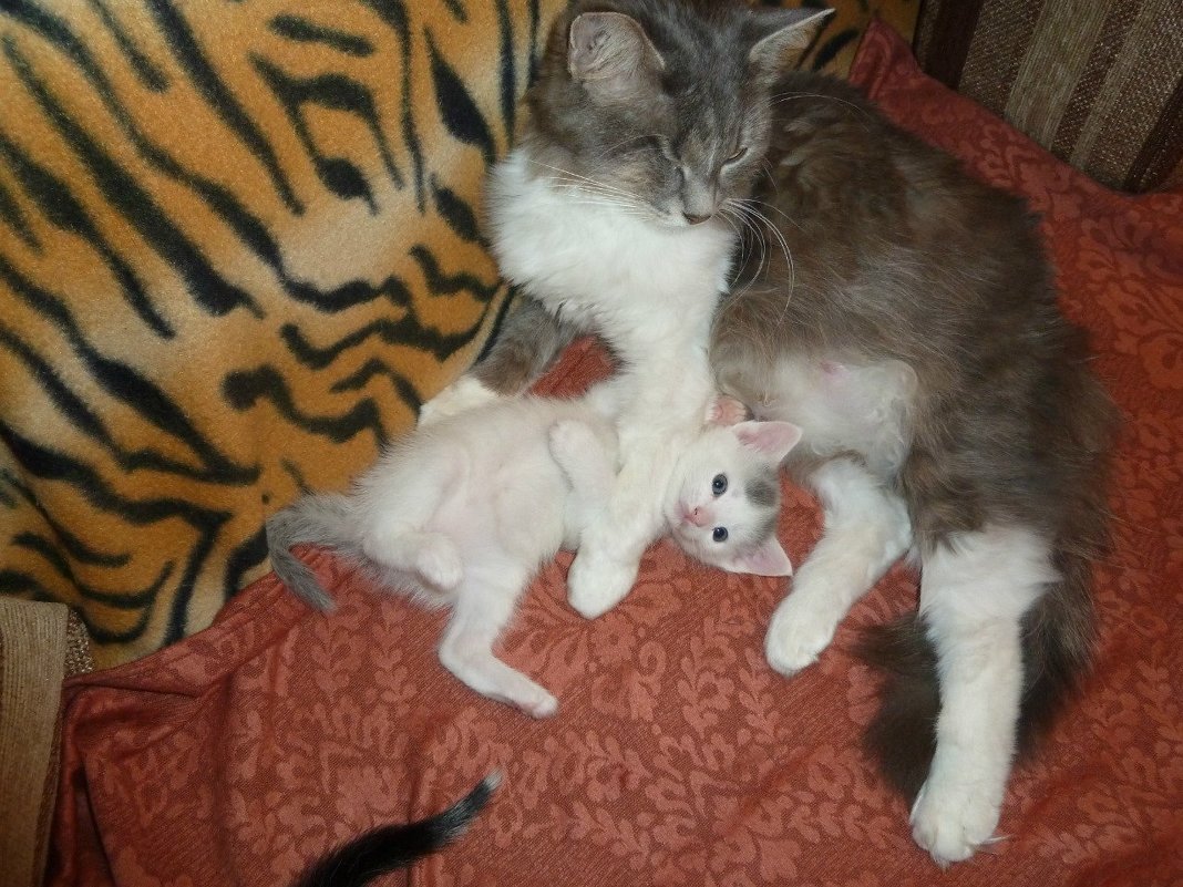 мама и сыночек :3 - кот ❤