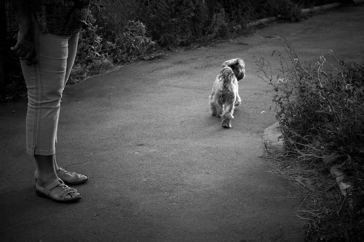 Собачья прогулка - Iylami Misanaro