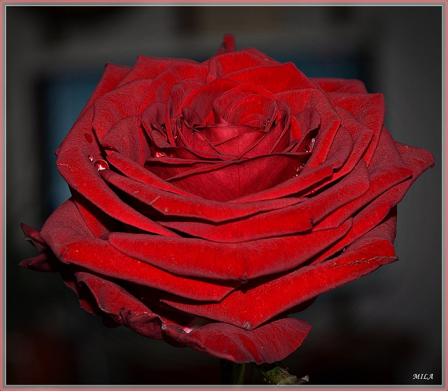 Алая роза - mila 