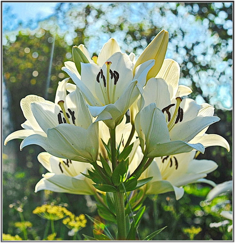 Лилии в саду - Мила Раменская (Забота)