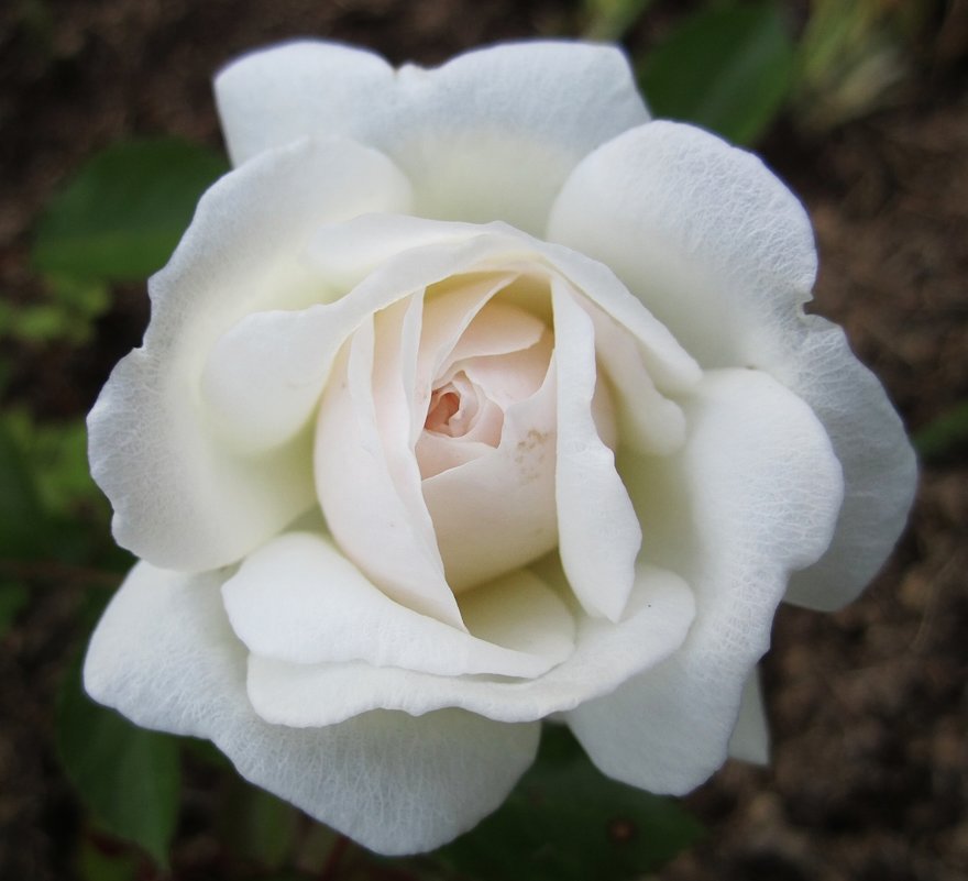 роза  Swany - lenrouz 