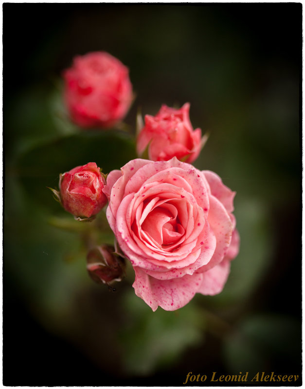 Розовые розы - Leo Alex Foto
