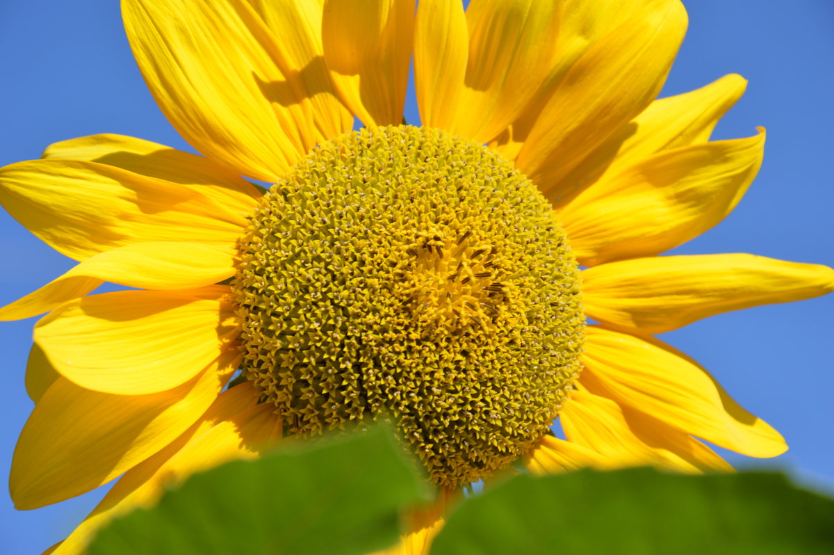Подсолнух - одно из самых солнечных растений на земле - Вадим Поботаев