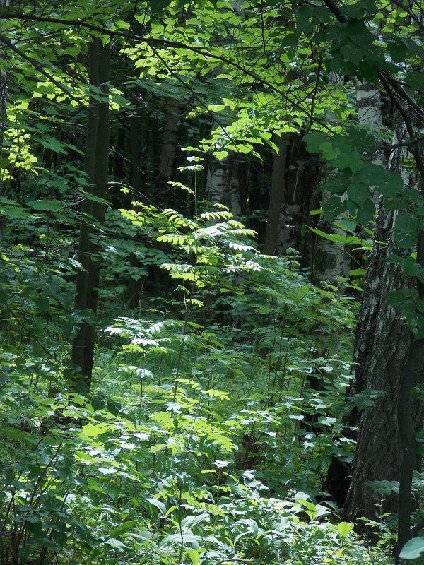В лесу - Ольга 