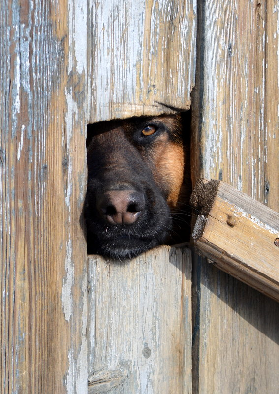 «Тайное окно» (англ. Secret Window) — собака по клички  Морт Рейни - Вадим Поботаев