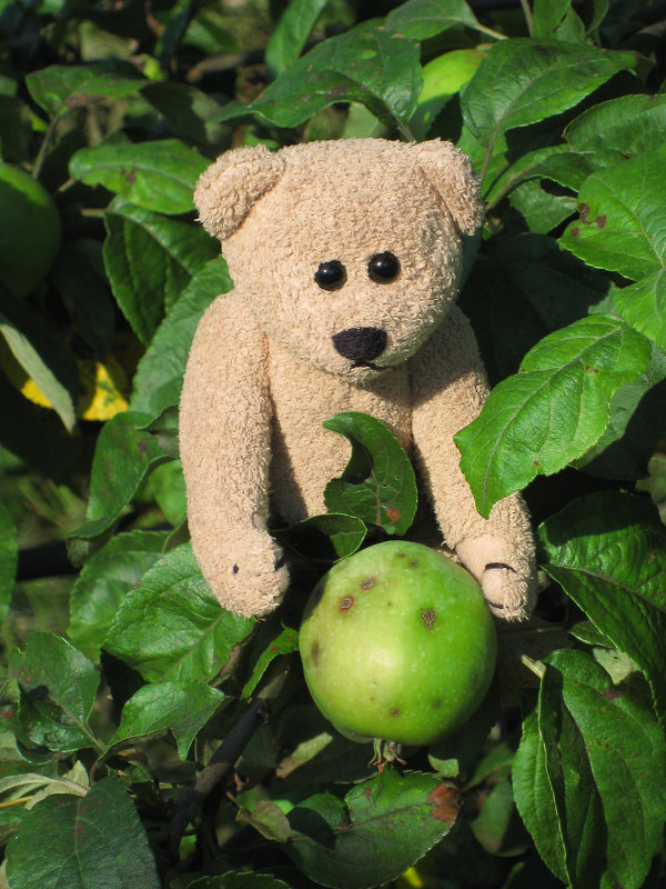 Мишка Мартин собирает урожай яблок - Mishka-D2008 ( Мишкина )