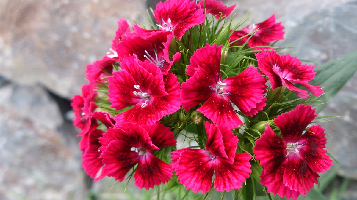 Bright red flower - varZek 