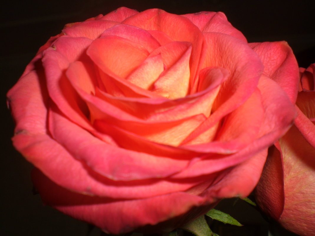 Важно, уметь любить розу .......... - Таня Фиалка