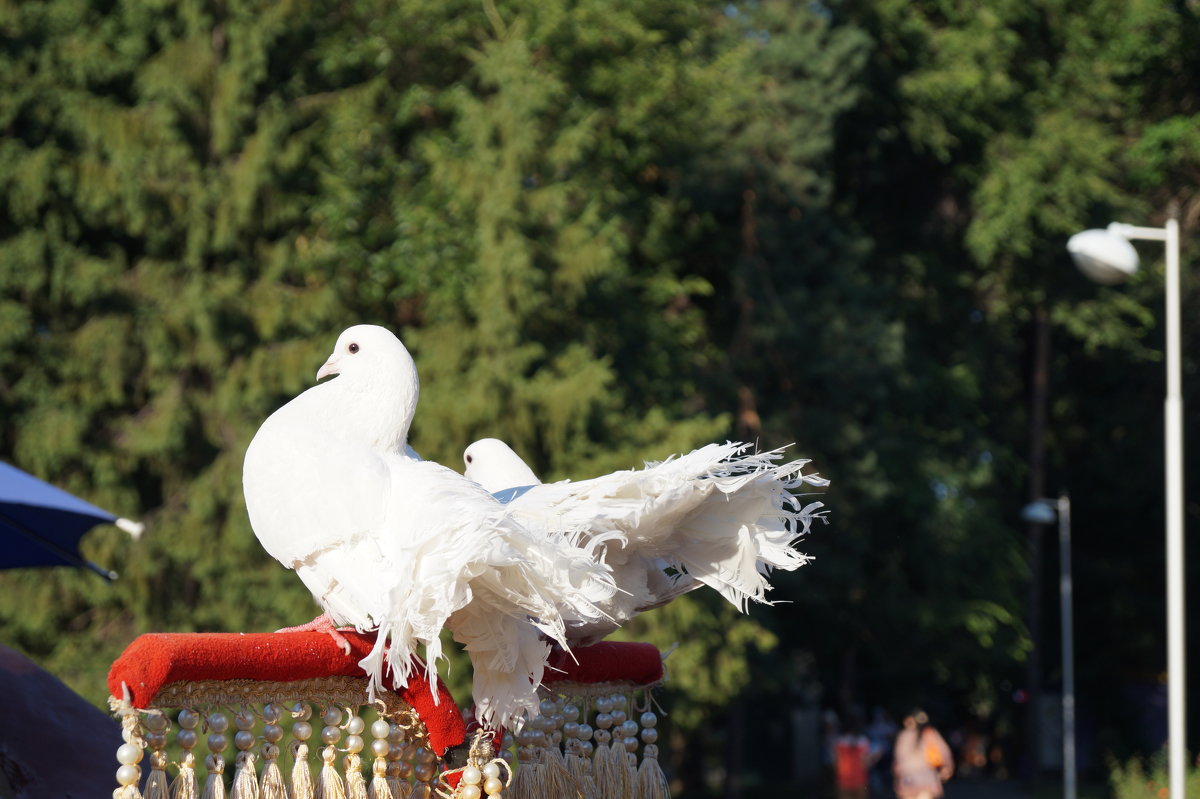 белые голуби - Karlygash Khassenova
