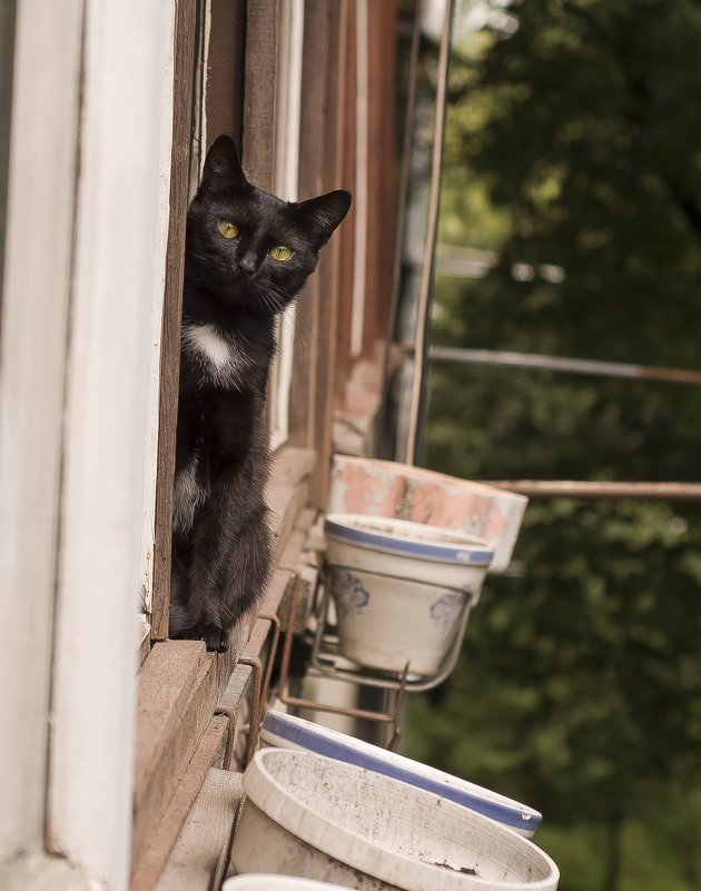 Жил да был черный кот за углом ... ) - Ольга Винницкая (Olenka)