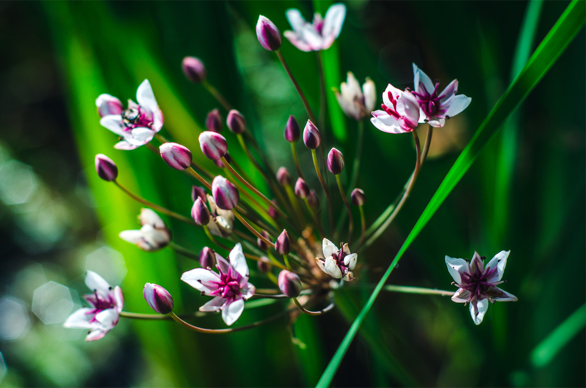 болотные цветы - Руслан Алимов
