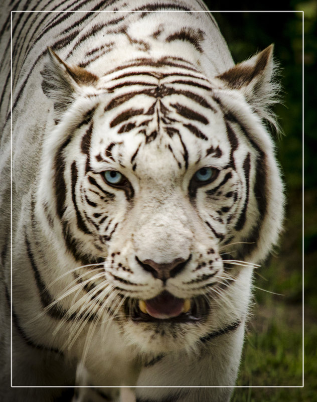 Белый тигр - Татьяна Титова